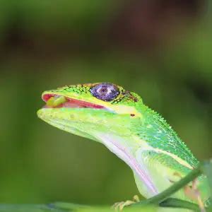 Knight Anole - Facts, Diet, Habitat & Pictures on Animalia.bio