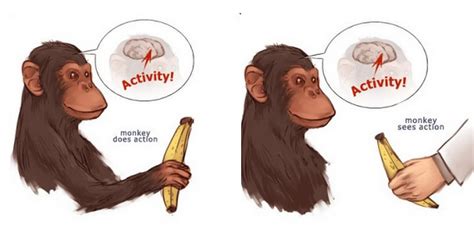 Mirror Neurons | Psych 256: Cognitive Psychology SU16 – 2