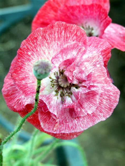 Poppy from my garden