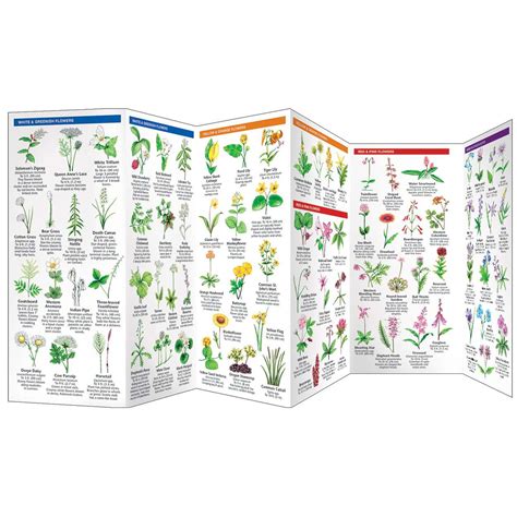 Outdoors, Camping & Travel :: All Outdoors Books :: Plant & Flower ...