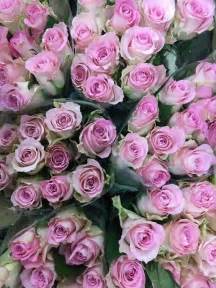 Pin by Chloe* on Rose Varieties...Fresh Flower | Rose varieties, Flowers, Rose