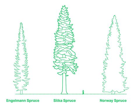 Sitka Spruce (Picea sitchensis) Dimensions & Drawings | Dimensions.com