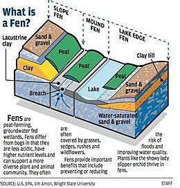 Fen Facts for Kids