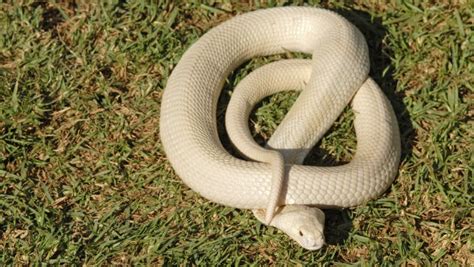 Missing Albino Cobra Caught in Southern California - East Idaho News