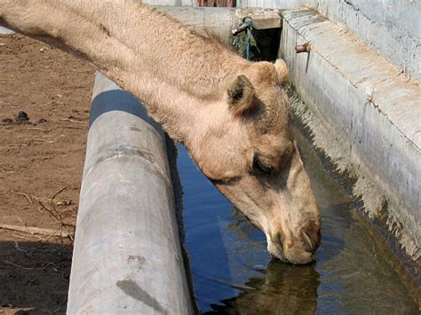 Thirsty Camel Drinking Desert Stock Photos, Pictures & Royalty-Free ...