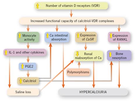 Hypercalciuria and hypocitraturia. The concept of prelithiasis in Pediatrics | Pediatría integral