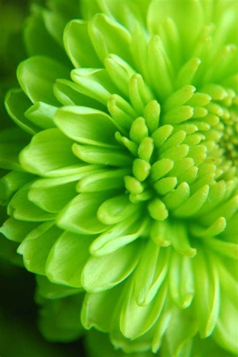 326 best images about Green Flowers on Pinterest | Green, Spider mums ...