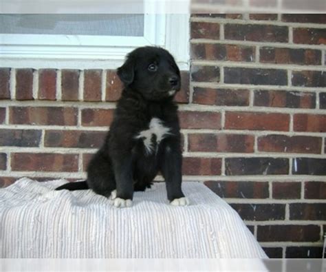 View Ad: Gollie Litter of Puppies for Sale near New York, LIBERTY, USA. ADN-690735