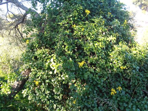 HIEDRA DEL CABO: Senecio angulatus | Plantas rioMoros