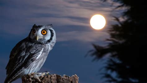 Dark Owl Wallpapers | Wallpapers, Backgrounds, Images, Art Photos. | Owl, Owl sounds, Owl wallpaper