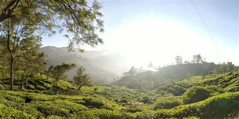 Tea Gardens in Munnar, Kerala, India [OC] [3582x7174] : EarthPorn