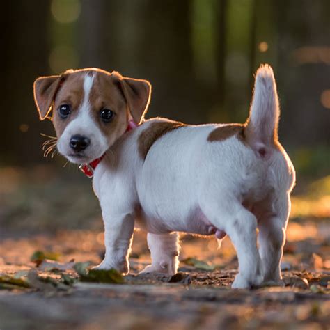 #1 | Jack Russel Terrier Puppies For Sale By Uptown Puppies