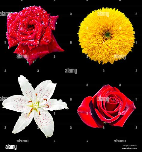 set of four flowers isolated on black background Stock Photo - Alamy