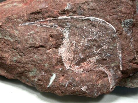 Stensiopelta Zenaspid Devonian Fish Fossil