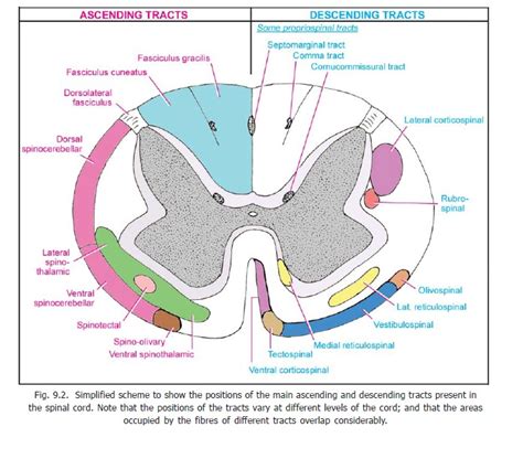 Disorders of Equilibrium - Tracts of Spinal Cord and Brainstem