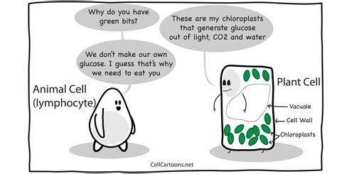 Plant Cells - Cell Cartoons