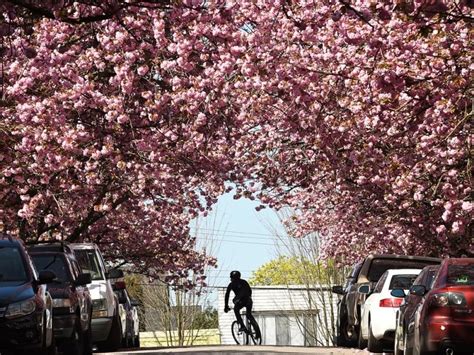 Vancouver Cherry Blossom Festival announces spring 2019 lineup - New ...