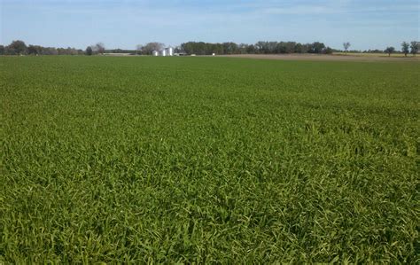 Winter Forages After Sunn Hemp – Florida Crops