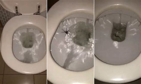 Australian man catches a huge huntsman spider hiding in the toilet bowl ...