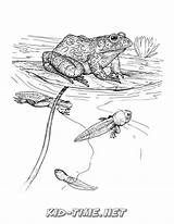 Realistic Frog Coloring Coloring Pages sketch template