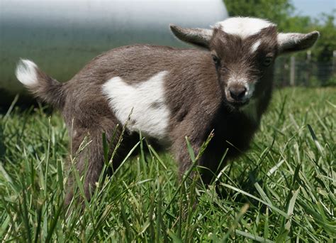 Nigerian Dwarf Goats For Sale in Missouri from Dreamer's Farm