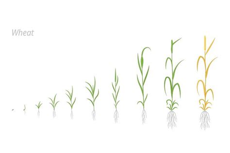 Wheat plant growth stages | Pre-Designed Vector Graphics ~ Creative Market