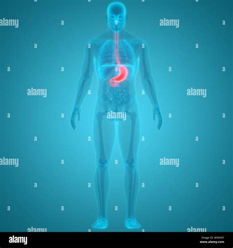 Human Digestive System Stomach Anatomy Stock Photo - Alamy