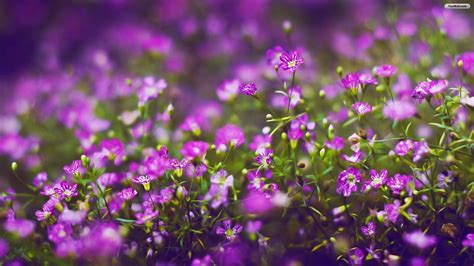 Purple Flowers Wallpapers - Wallpaper Cave