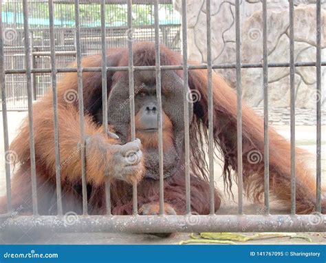 Monkey in a cage stock image. Image of captivity, captured - 141767095