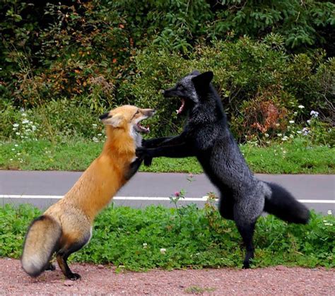 Black Foxes In 45 Pictures Showing The Beauty Is Hidden In Their Fur