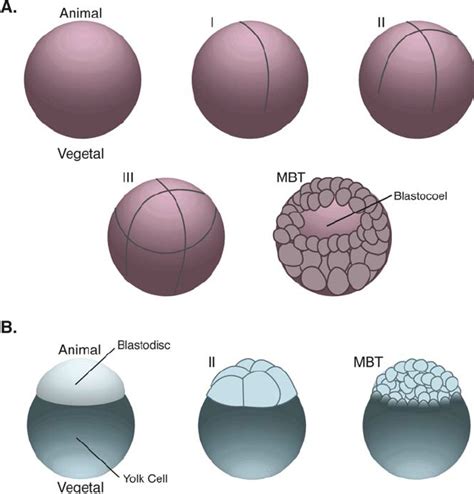 Xenopus Embryo Development