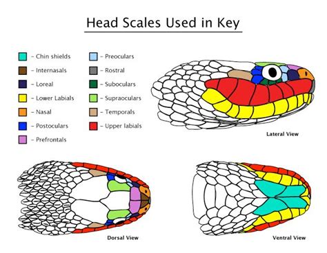 Snakes of Western and Central Africa | Snake drawing, Snake scales, Snake tattoo design