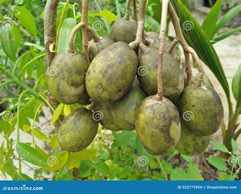 A Bunch of Kedondong Fruit that Will Ripen Stock Photo - Image of leaf, vegetable: 223773954