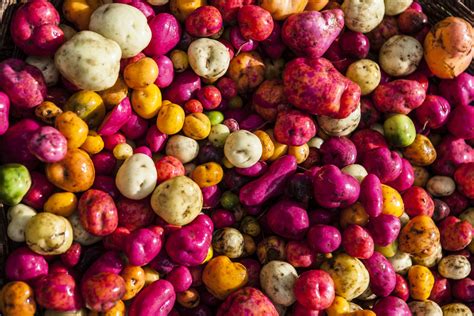 How Peruvian Potatoes Might Be Key to Feeding the Planet - Modern Farmer