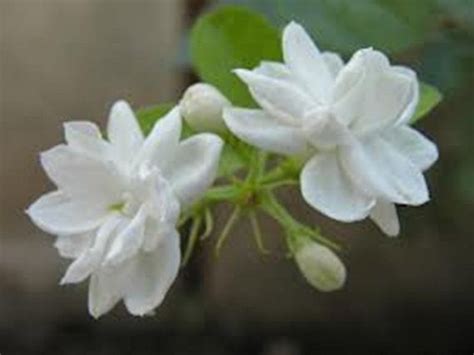 Live Arabian Jasmine, Mogra, Madan Mogra, Jasminum sambac Flower plant. | Planting flowers ...