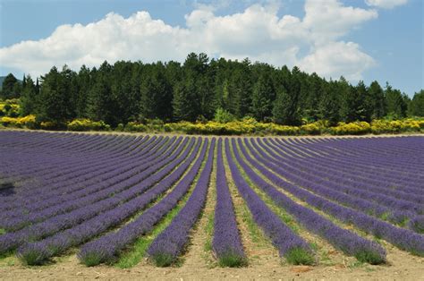 Our House in Provence: Lavender fields in Vaucluse and nearby Drôme ...