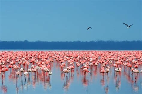 4-Day Masai Mara & Lake Nakuru Safari | Kenya Wildlife Safari | SafariDeal