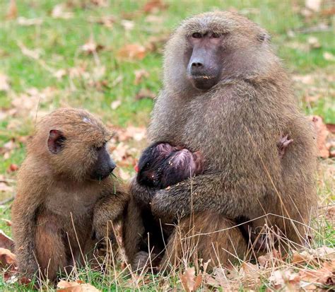 Knowsley Safari Park animals cool off in the spring sunshine - Liverpool Echo