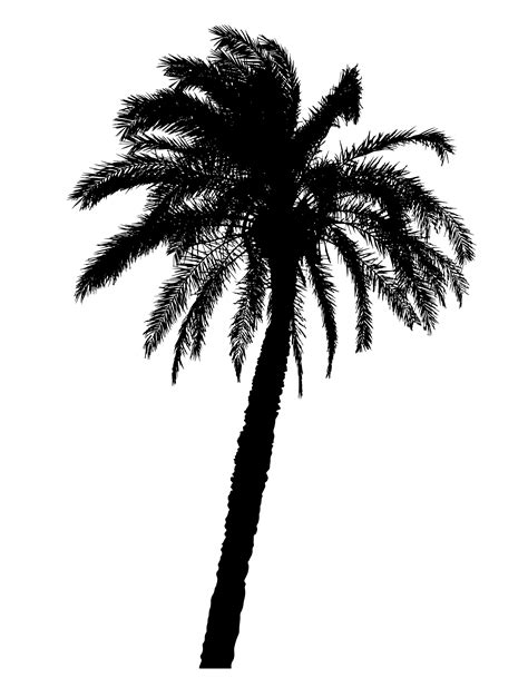 Palm Tree Silhouette / Palm Trees Silhouette - Cliparts.co - Rademakers ...