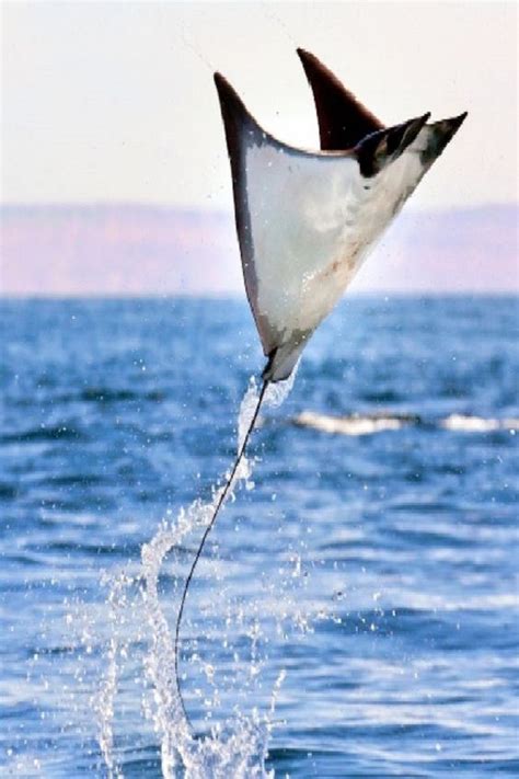 Incredibly Rare Display As Manta Rays Leap 9ft Out Of Water Into The Air (VIDEO) | Animali