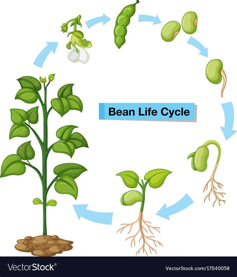 Bean Plant Growth Chart