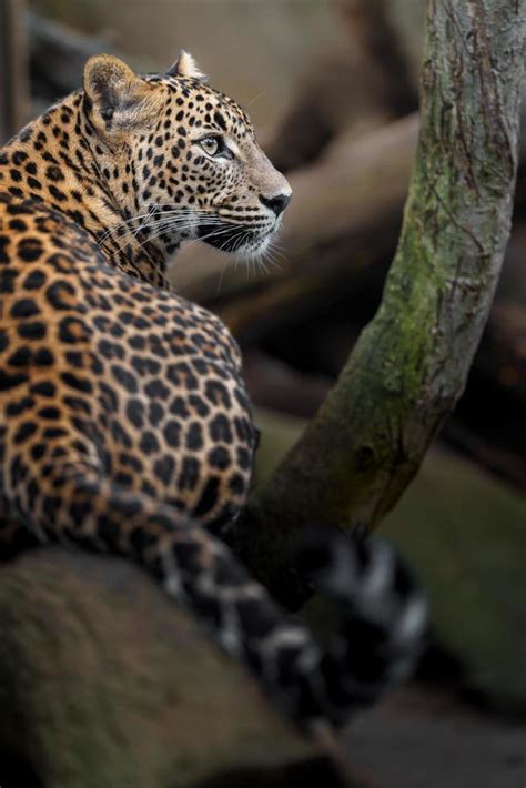 Sri lankan leopard 16696362 Stock Photo at Vecteezy