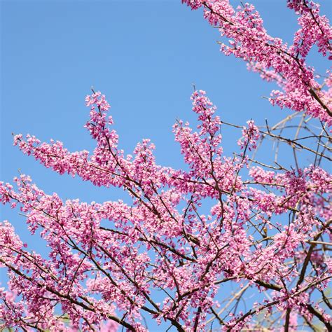 Buy Redbud Trees Online | Garden Goods Direct