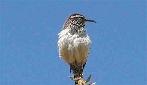 Wildlife Wednesday: Cactus Wrens | Red Rock Canyon Las Vegas