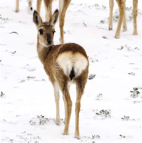 Tibetan gazelles Goa དགོ་བ | Like to see the pictures as LAR… | Flickr