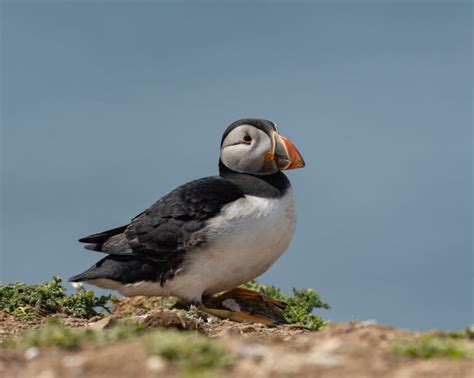 A Guide To The Orkney Islands - An Introduction