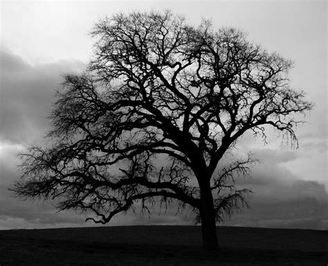 Tree Silhouette Photograph by Joshua Benk - Fine Art America