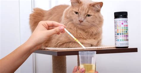 Best Cat Food for Urinary Health | PetGuide