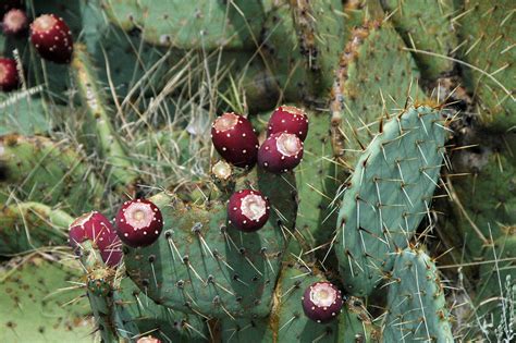 Opuntia sp. (prickly pear cactus) (Guadalupe Mountains Nat… | Flickr