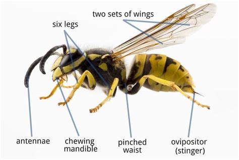 How to Get Rid of Wasp Nest: Safe & Effective Removal